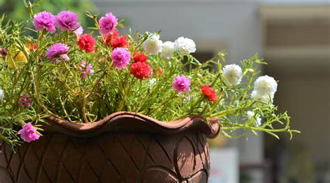 27 Beautiful Plants For Hanging Baskets