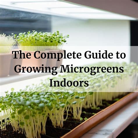 The Complete Guide To Growing Microgreens Indoors