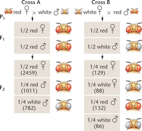 Drosophila X Linked Html 04 11 Drosophila X Linked 