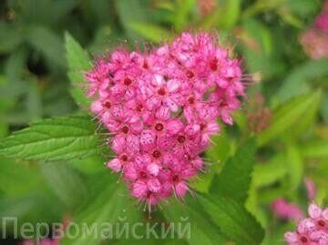 Спирея японская Антони Ватерер (Spiraea japonica) Anthony Waterer