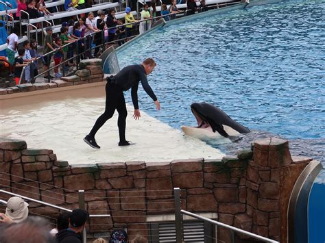 Where is Cookie?: SeaWorld's new orca show is eye-popping entertainment ...