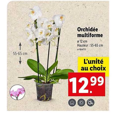 Promo Orchid E Multiforme Chez Lidl Icatalogue Fr