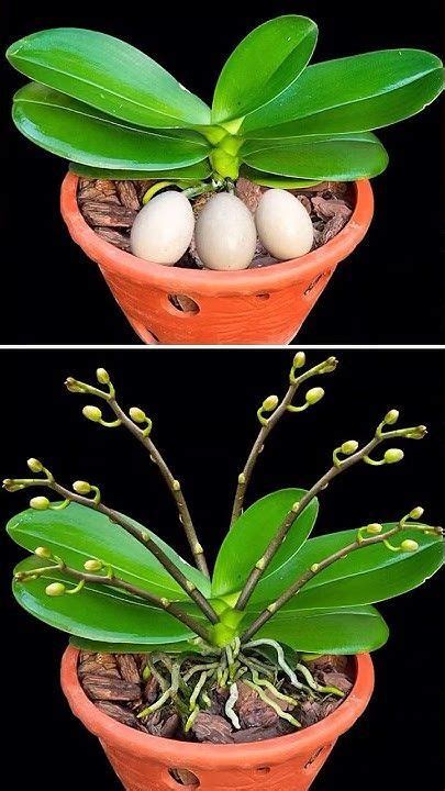 Eating A Chicken Egg Will Make A Weak Orchid Healthy And Bloom