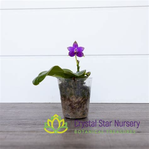 Orchids Page 2 - Crystal Star Nursery