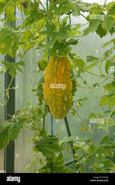 Bitter cucumber hi-res stock photography and images - Alamy