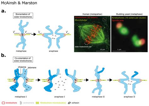 Geometries Of Chromosome Segregation During Mitosis And Meiosis A