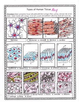 Types Of Tissues Worksheet Explore The Diversity Of Biological Tissues