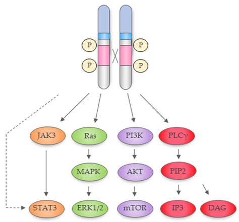 Cancers Free Full Text The Transcriptional Roles Of ALK Fusion