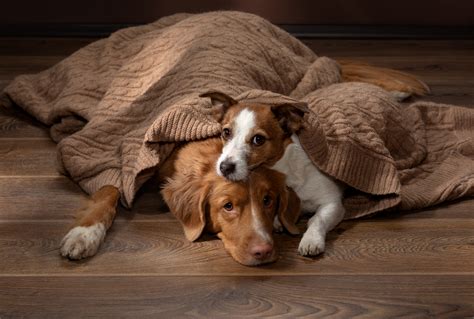 How To Remove Pet Urine Stains From Wood Floors Floor Sanding