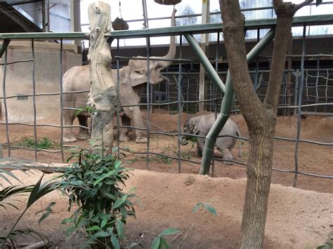 Chester Zoo Visit For The Twins Birthday Truly Madly Cuckoo