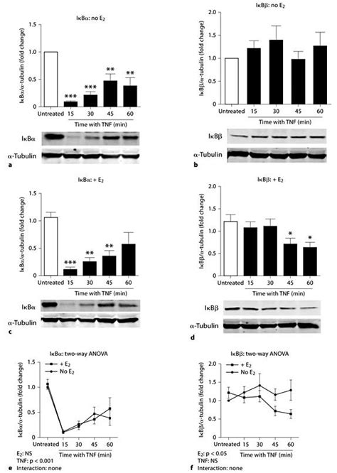 E2 Effects On Tnf Mediated Nf ĸb Activation Patterns Huvec Monolayers