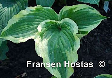 Хоста 'Силк Роуд' / Hosta 'Silk Road' - Ландшафтная компания Эдельвейс