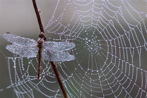 Free Images Nature Dew Wing Morning Fauna Material Invertebrate