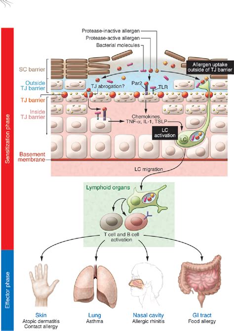 Figure 2 From Epidermal Barrier Dysfunction And Cutaneous Sensitization