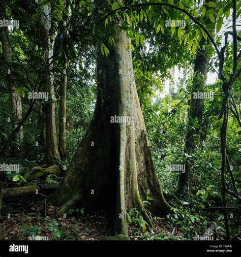 Kapok Tree Ceiba Pentandra In Rainforest Of Kakum National Park