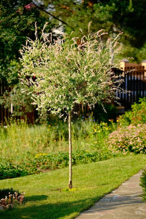 6 Reasons To Plant A Dappled Willow And How To Care For It My Lovely Oasis