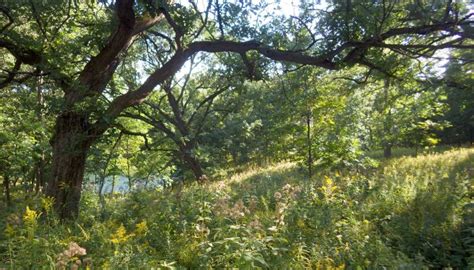 Join Efforts To Protect Oak Trees Forest Preserves Of Cook County