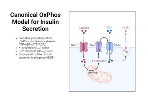 Canonical OxPhos Model For Insulin Secretion BioRender Science Templates