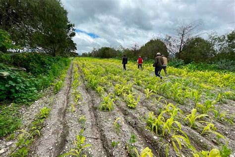 Agroecología un modelo para una agricultura sostenible en Hidalgo