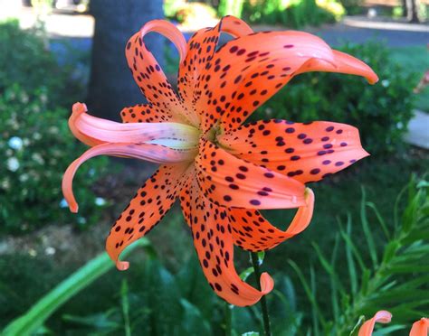 Double Tiger Lily Flore Pleno Lilium Lancifolium Long Lived