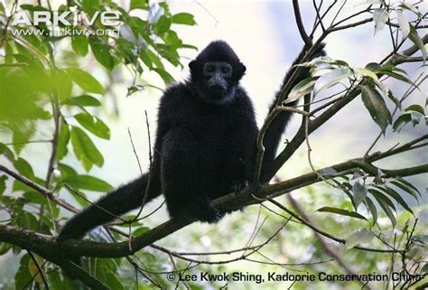 Hainan black crested gibbon - Alchetron, the free social encyclopedia