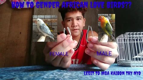 How To Gender African Love Birds Different Types Of Gendering A African