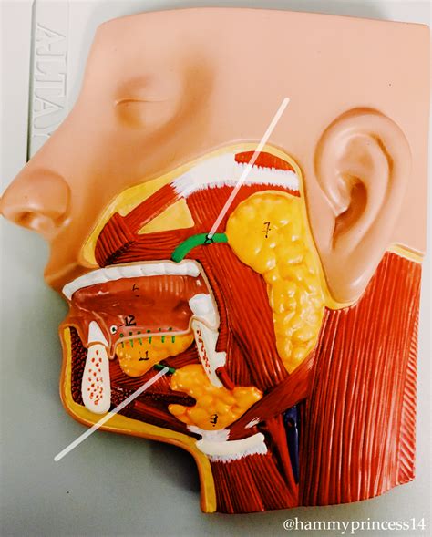 Salivary Glands Lab Model Diagram Quizlet