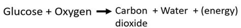 B4 Bioenergetics Part 1 2 Respiration Flashcards Quizlet