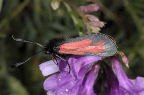 Europ Ische Schmetterlinge Und Ihre Kologie Zygaena Diaphana