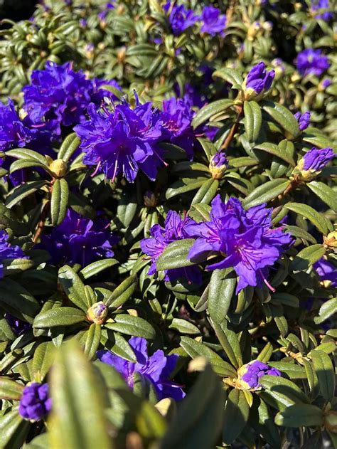 Blue Baron Rhododendron For Sale The Tree Center