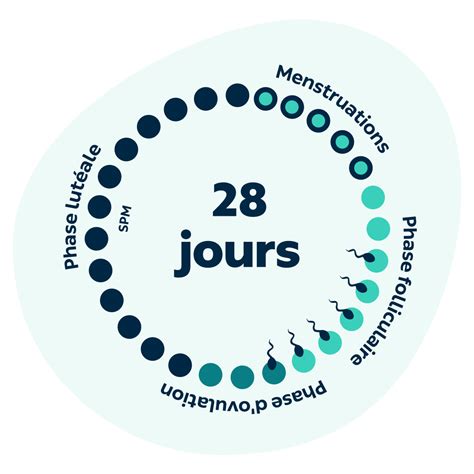 Tout Savoir Sur Le Cycle Menstruel