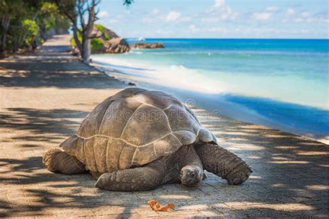 Seychelles Giant Tortoise Stock Photo Image Of Large 35157264