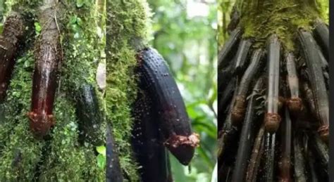 14 Plants That Look Like Penis With Pictures Mississippi Greens