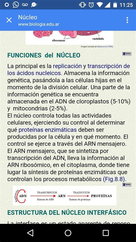 Cuadro Comparativo De Celulas Kulturaupice