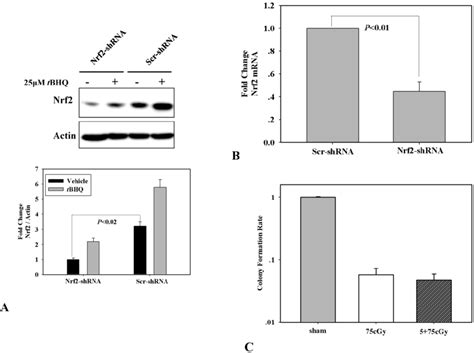 A Determination Of Nrf Knockdown In A Transfected With Nrf Shrna