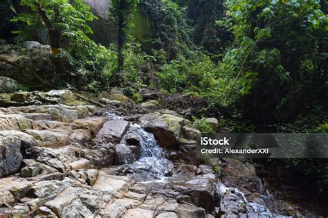 Tioman Island Jungle And Tropical Rainforest Near Waterfalls Flora And