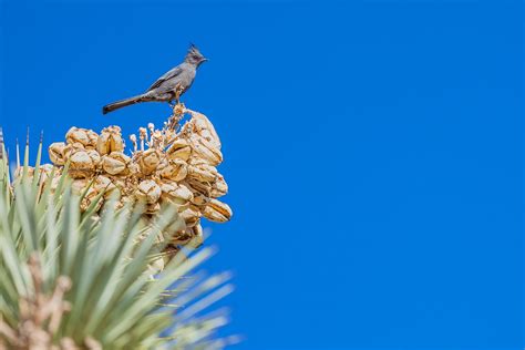 Amalia Bastos Photography || A Walk Through the Mojave Desert