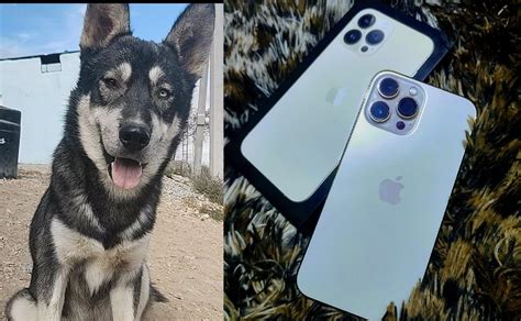 Joven Busca A Perro Extraviado Ofrece Iphone Como Recompensa