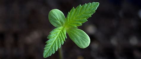 cannabis-seeds-germination | Greendorphin.com