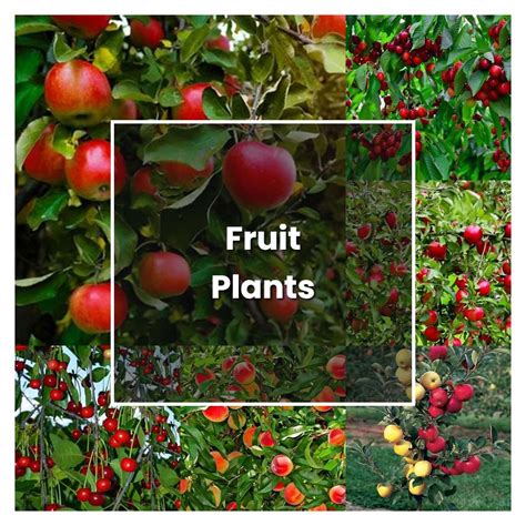 How to Grow Fruit Plants - Plant Care & Tips | NorwichGardener