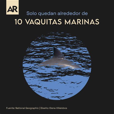 Solo quedan alrededor de 10 vaquitas marinas en México