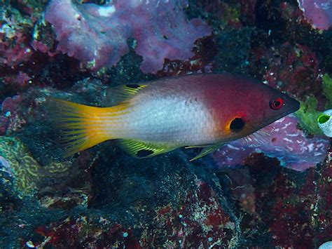 Axilspot Hogfish Bodianus Axillaris Great Barrier Reef Australia