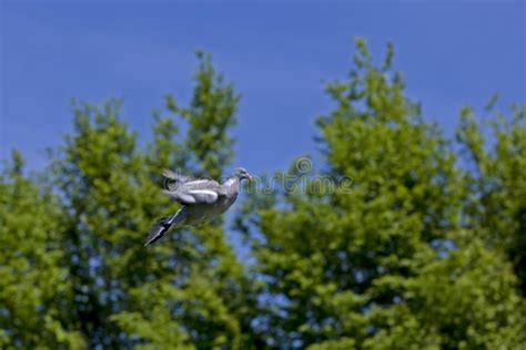 Pombo Madeira Columba Palumbus Adulto Em Voo Foto De Stock Imagem De