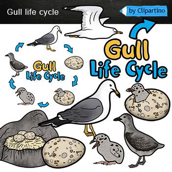 Gull Life Cycle Clip Art Gull Clip Art Summer Bird Life Cycle By