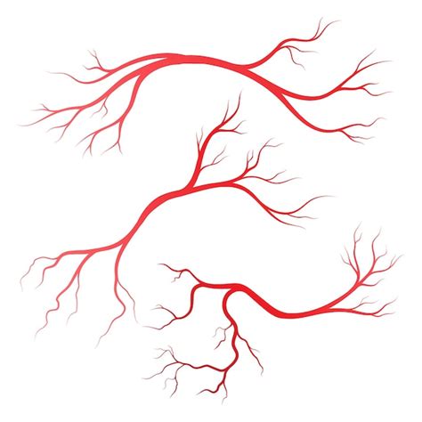 Premium Vector Human Veins And Arteries Illustration Design Template