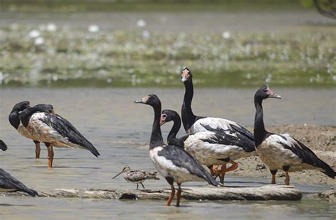 Magpie Geese | Appetite4TheWild