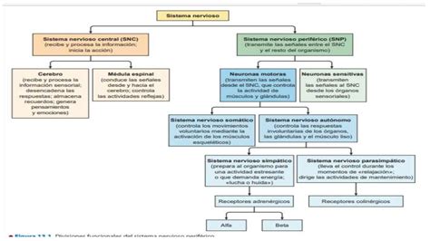 Farmacologìa del sistema nervioso vegetativo pptx