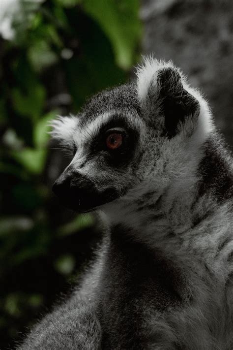 Close-Up Shot of a Lemur · Free Stock Photo