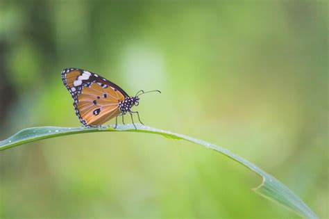 Tigre llano danaus chrysippus butterfly alimentándose de la planta de