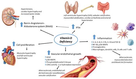 Ijms Free Full Text Vitamin D And Cardiovascular Risk Which